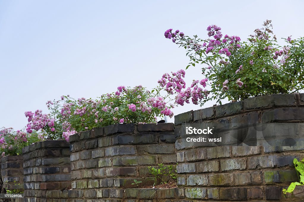 On the wall of blooming flowers Brick Stock Photo