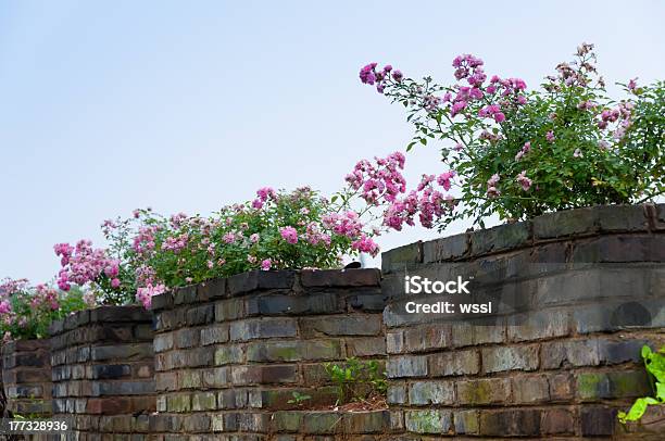 On The Wall Of Blooming Flowers Stock Photo - Download Image Now - Brick, Brick Wall, Continuity