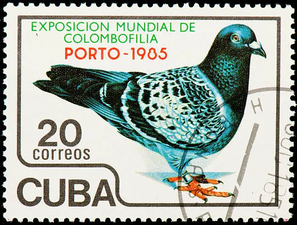 Cuban postage stamp released for the global pigeon racing exposition