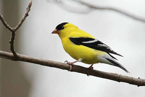 Male American Goldfinch "Male American Goldfinch (Spinus tristis) - Ontario, Canada" finch photos stock pictures, royalty-free photos & images