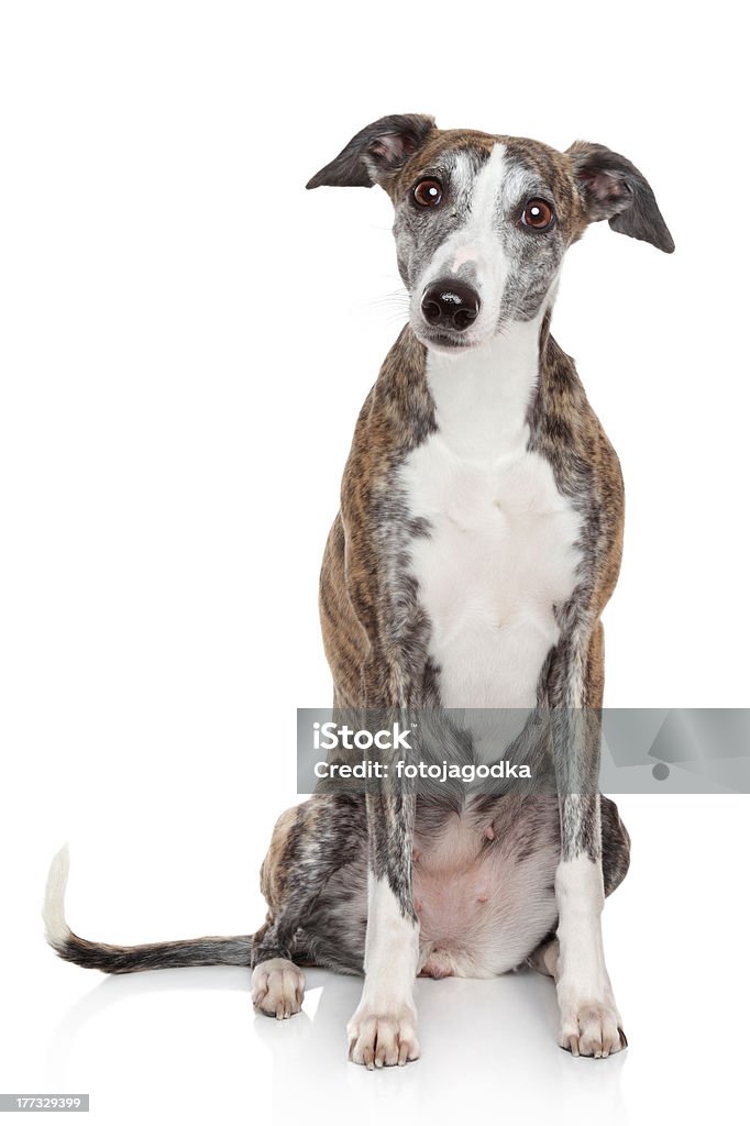 Retrato de Whippet sobre un fondo blanco - Foto de stock de Foto de estudio libre de derechos