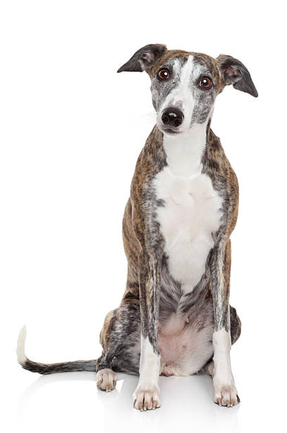 istock Portrait of Whippet on a white background 177329399