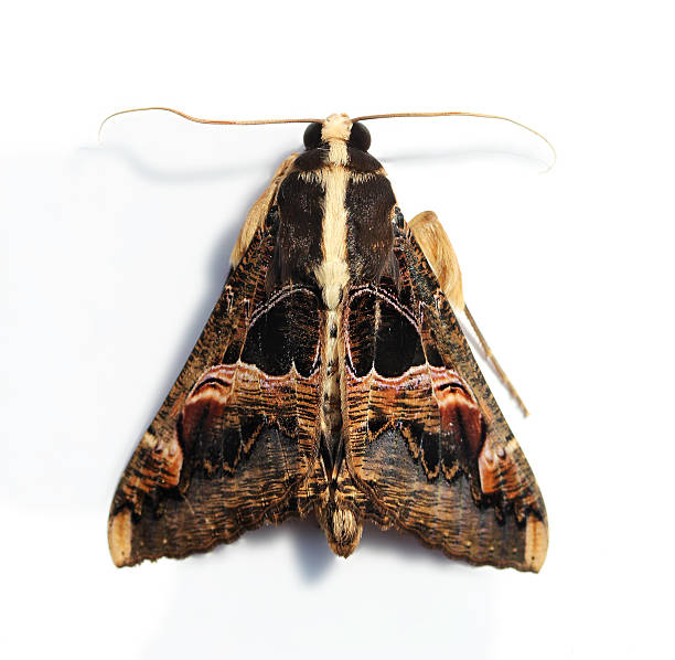 istock hairy moth with large wings and serrated antennae 177329468