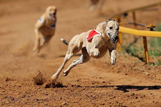 Running greyhound on dog track with muzzle and bib Greyhound at full speed during a race greyhound stock pictures, royalty-free photos & images