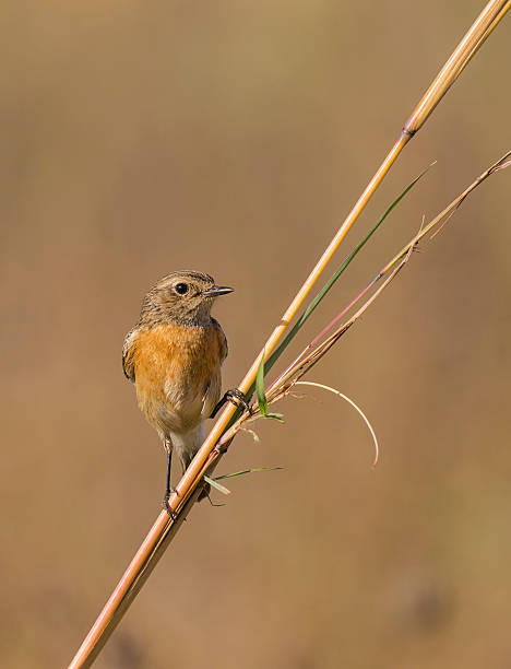 Stone chat perched against a super background. stock photo
