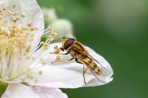 hoverfly visits flower, macro shot of flower with pollen and pistils, Spring recording of pollination, Gliders are very good at imitating. Some look exactly like bees and wasps! This is called mimicry.