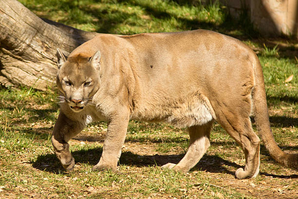 istock Puma, Cougar or Mountain Lion 177329744