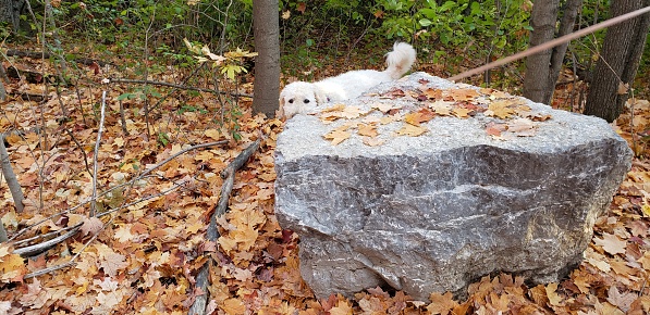 Photo of a pale labradoodle peeking out from behind a pale gray rock which is about four times her own size, lightly covered in autumn leaves, and around center-right of the midground; fall leaves sparsely smattered by fallen twigs and branches blanket the forest floor that surrounds them both; young trees rise from beneath the autumn foliage to the left and in the background where older trees begin to join them; in the top left of the frame is a series of thin logs that form the illusion of stairs or a pathway