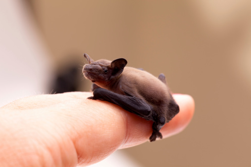 Small baby bat sitting on my finger.