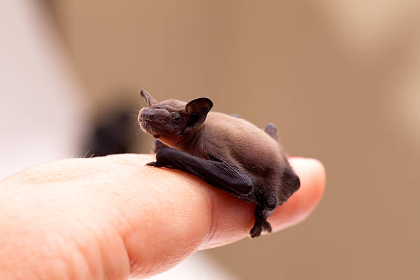 Baby Bat Sitting On Finger stock photo