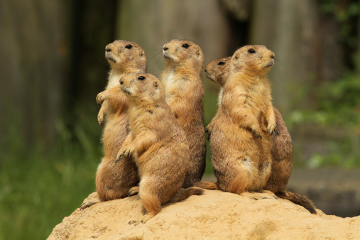 The Gunnison's Prairie Dog (Cynomys gunnisoni) is a rodent and member of the squirrel family.  They are primarily distributed in the Four Corners region of Utah, Colorado, New Mexico and Arizona.  Their coats are light brown mixed with black-colored hairs. The top of the head, cheeks, and eyebrows are darker than the rest of the body. The tail is mostly white.  The prairie dog’s eyes are on the sides of the head to give them wide peripheral vision to more easily spot predators.  The Gunnison's prairie dog typically feeds during the day on grasses, herbs, and leaves.  In the spring, they feed on newly grown shrubs.  In the summer they mainly consume seeds.  Prairie dog habitat includes meadows, grasslands, high desert and floodplains. They are often found in areas of rabbitbrush, sagebrush, and saltbrush.  Gunnison's prairie dogs live in large colonies of up to several hundred.  They are more active in the early morning and late afternoon especially during hot weather.  When the temperatures are cooler, they become more active throughout the day. When it rains or snows, the prairie dog will spend its time underground.  When they are above ground, they feed, make social contact, look out for predators, groom and dig their burrows.  During the winter, the Gunnison's prairie dog hibernates for long periods of time without food or water, instead relying on stored fat and physiological adaptations to slow their metabolism.  After hibernation, they become active from April through October.  The Gunnison's prairie dog has a complex system of vocal communication.  Their bark is a combination of high-pitched syllables to identify various predators.  They also have different sounds for an \