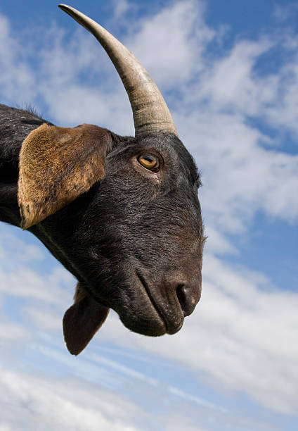 istock The head of a goat. 177330526