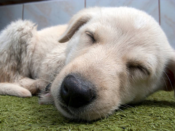 istock Cute little Puppy Sleeping on the grass 177330528
