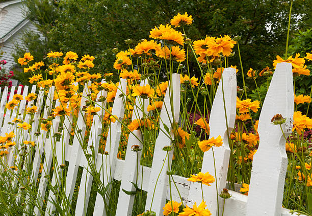 Yellow and red flowers growing along a white picket fence in traditional garden