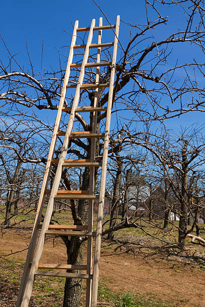 istock Ladder in the orchard 177330778