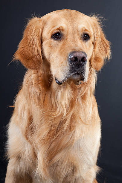istock golden retriever dog on black 177330810
