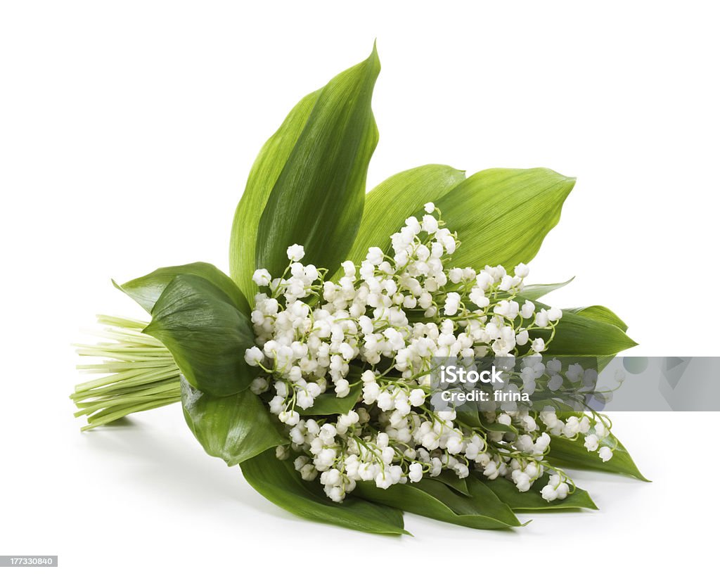 Lilly of the Valley Lilly of the Valley on white background Lily-of-the-valley Stock Photo