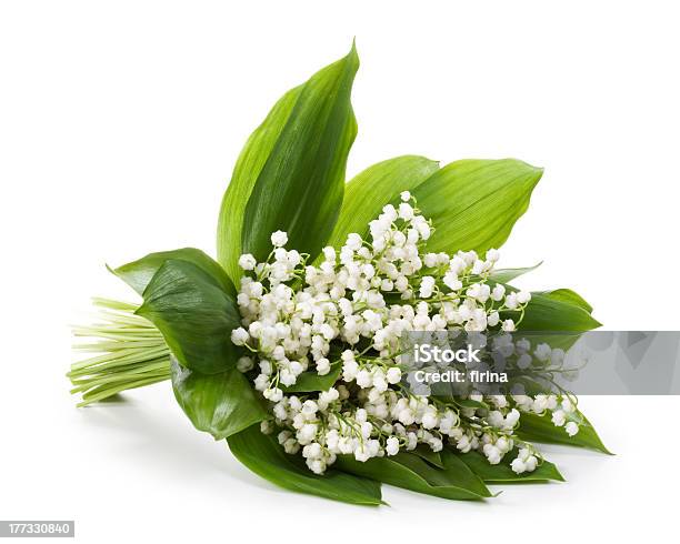 Lilly Of The Valley Stock Photo - Download Image Now - Lily-of-the-valley, White Background, Hawthorn