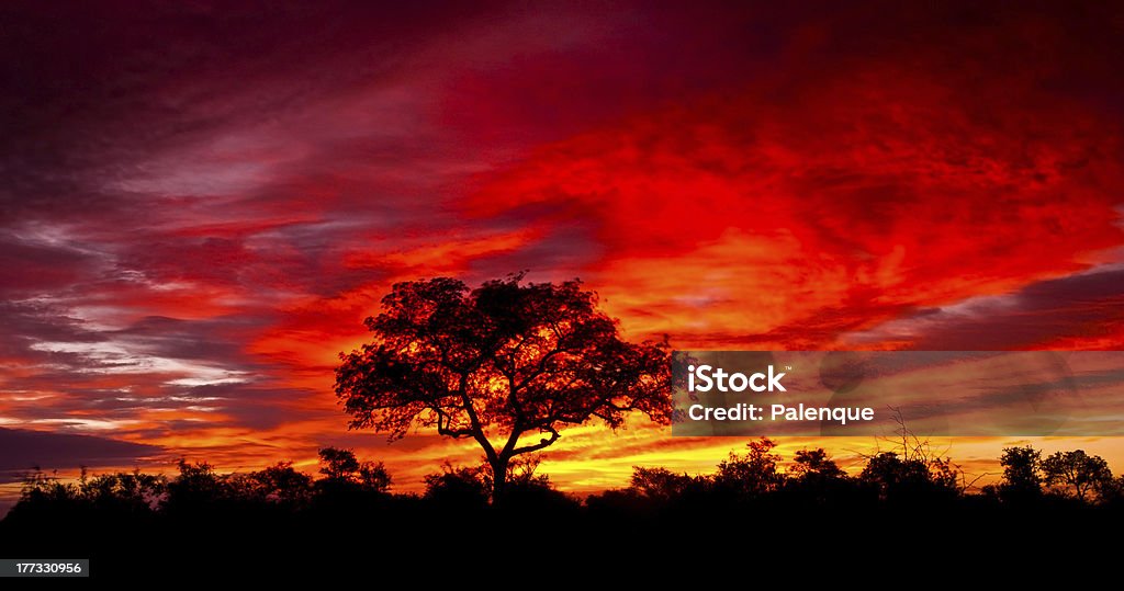 Pôr-do-sol africano - Foto de stock de Acácia royalty-free