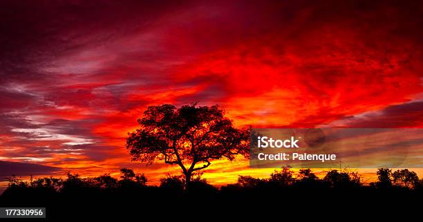 Foto de Pôrdosol Africano e mais fotos de stock de Acácia - Acácia, Arbusto, Beleza natural - Natureza