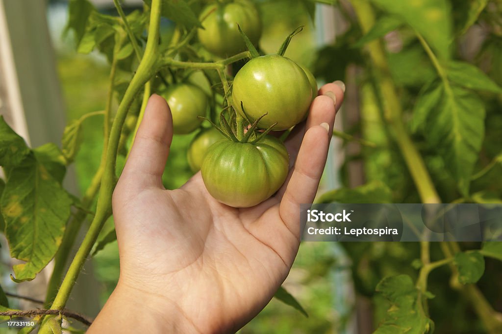 Tomates en la palma - Foto de stock de Agricultura libre de derechos