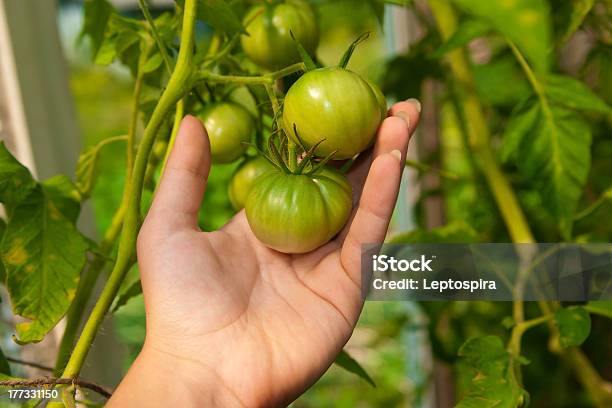 Tomates En La Palma Foto de stock y más banco de imágenes de Agricultura - Agricultura, Alimento, Colores