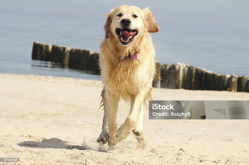 Come Good Dog What a fun on the sand. Activity Stock Photo