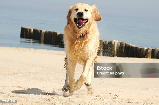Come Good Dog Stock Photo - Download Image Now - Activity, Animal, Beach