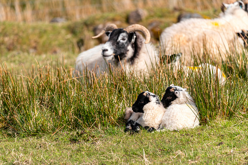 Scottish sheep with baby on the pasture, Highlands, Scotland, Isle of Skye