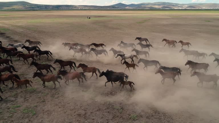 Wild Herd Of Horses Living in Nature