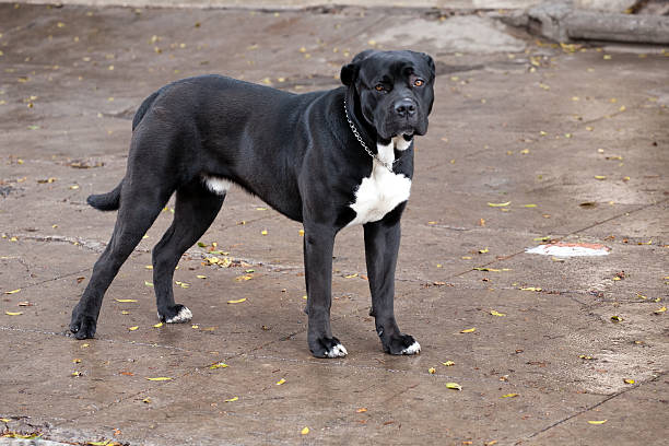 big black pedigreed mastiff dog stock photo