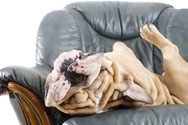 istock Happy lazy dog Bulldog on a sofa 177331844