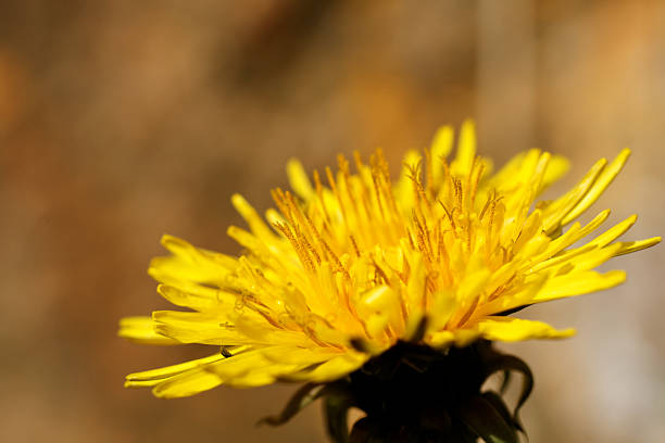 Dandelion stock photo