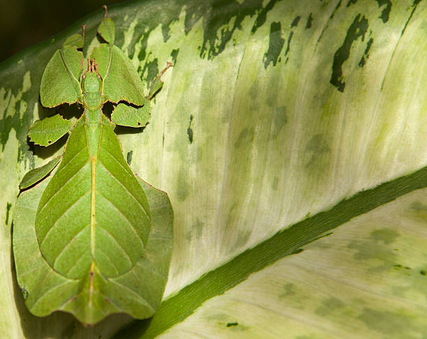 Photo of Phyllium giganteum or giant leaf bug on leaf