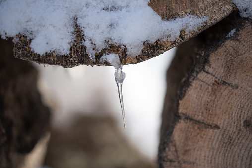 Close-up of a tiny icicle hanging from a cross section of a piece of wood.