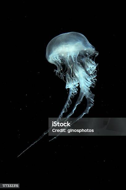 Atlantic Sea Nettle Jellyfish Stock Photo - Download Image Now - Sea Nettle Jellyfish, Jellyfish, Animal