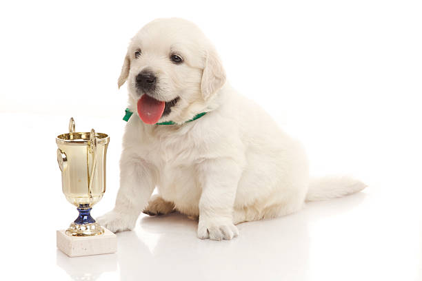 istock Little puppy and a cup 177332434