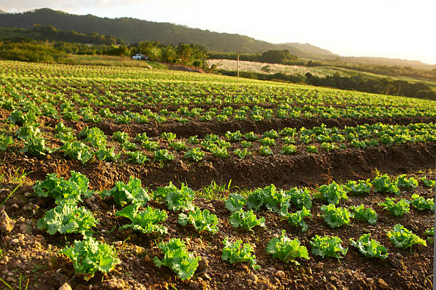 istock Field of Lettuce 177332586