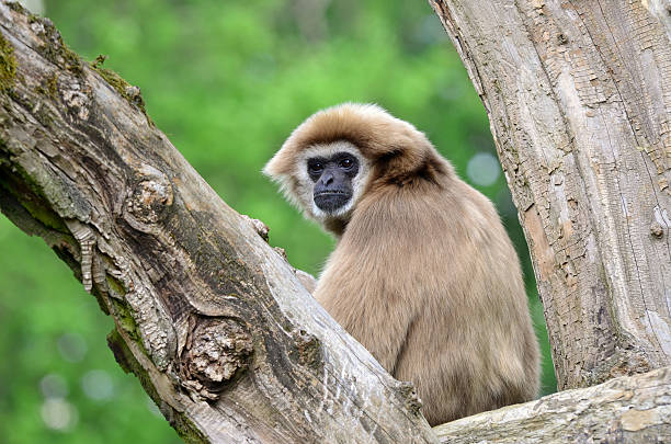 beautiful white handed gibbon