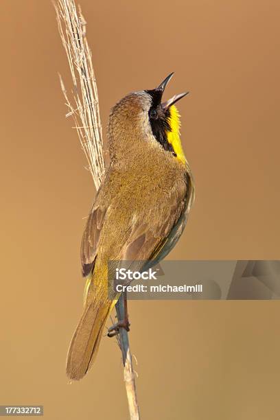 Música Yellowthroat Común Foto de stock y más banco de imágenes de Aire libre - Aire libre, Amarillo - Color, Animal