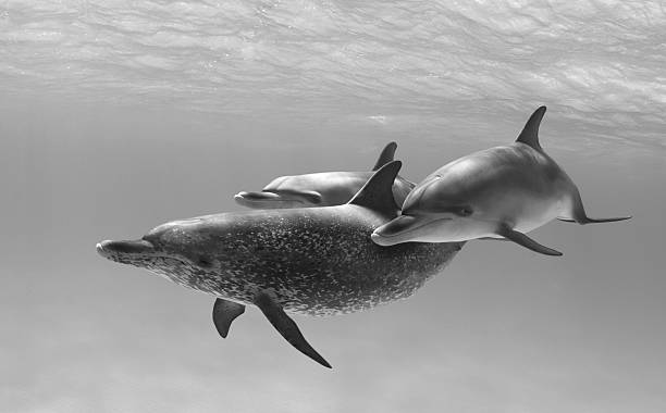 Trio of Atlantic Spotted Dolphins stock photo