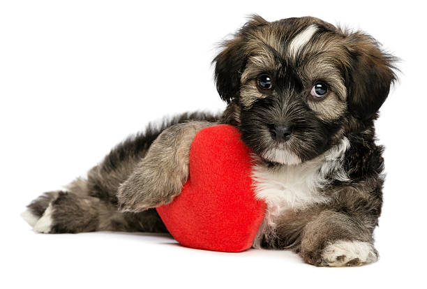 istock Lover Valentine Havanese male puppy dog 177332854