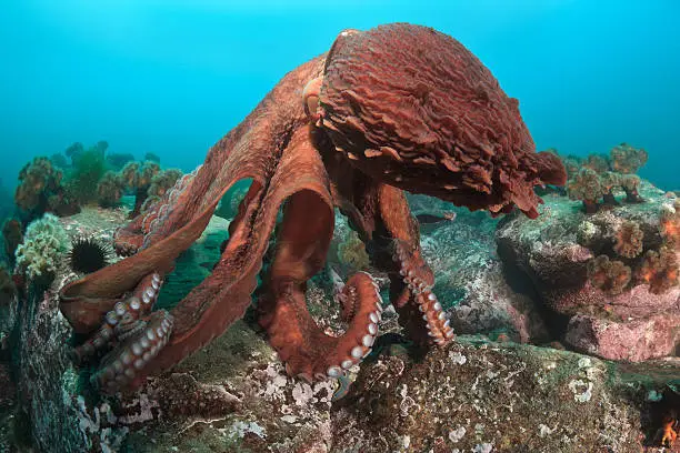 "Giant octopus Dofleini, underwater shoot, deep - 15 meters, Japan sea, Russia, october 2010"