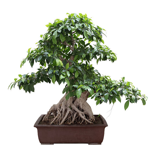 green bonsai banyan tree green bonsai banyan tree with white background chinese banyan bonsai stock pictures, royalty-free photos & images