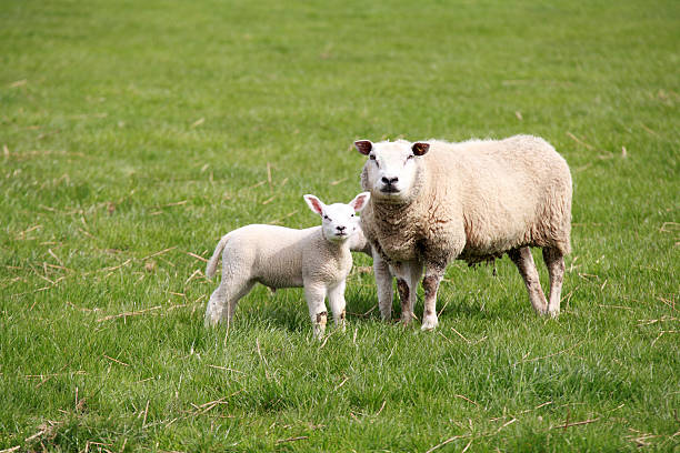 istock sheep mother and baby 177333153
