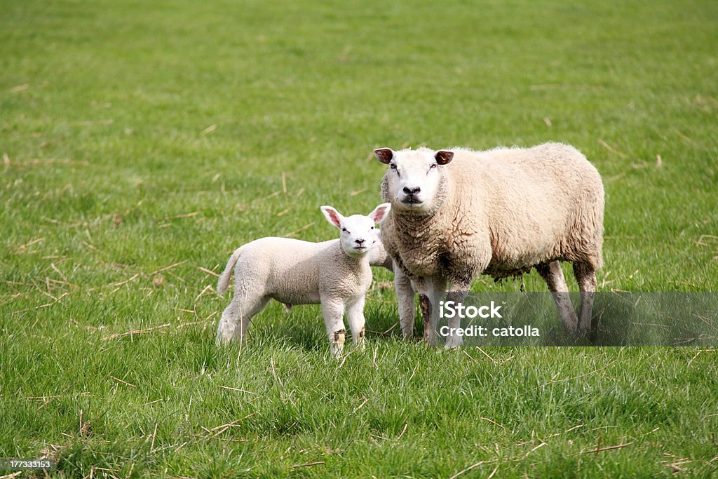 Ovelha Mãe e bebé - Royalty-free Animal Foto de stock