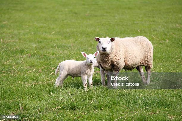 Ovelha Mãe E Bebé - Fotografias de stock e mais imagens de Animal - Animal, Ao Ar Livre, Campo agrícola