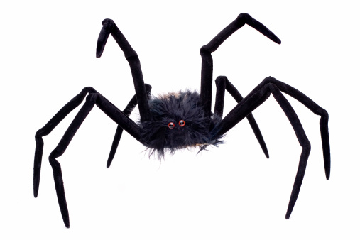 Halloween spider isolated on a white background.