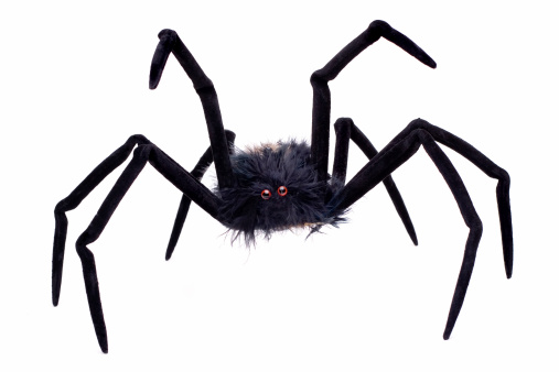 Macro photograph of a female black widow spider hanging on her web she has constructed on a small branch. There is great detail in her features.