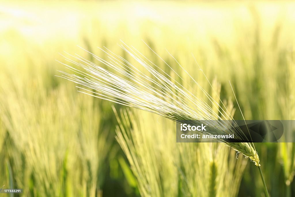 Close-up of ear Ear of wheat in the field backlit by the morning sun. Agricultural Field Stock Photo